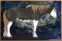 Horse Color:Liver Chestnut Splash Rabicano 