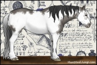 Horse Color:Grullo Splash Frame 