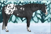 Horse Color:Black Splash Appaloosa