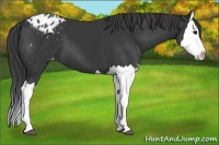 Horse Color:Black Splash Appaloosa 