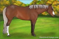 Horse Color:Silver Bay 