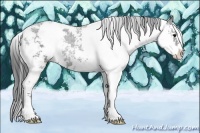 Horse Color:Black Sabino 