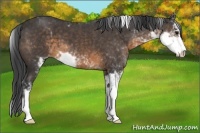 Horse Color:Buckskin Sabino 