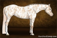 Horse Color:Gold Champagne Dun Near Leopard  and Gold Champagne Dun Near Leopard 