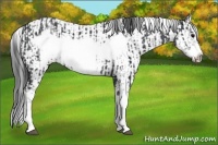 Horse Color:Black Splash Frame and Black Splash Frame