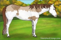 Horse Color:Red Dun Splash and Red Dun Splash