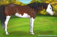 Horse Color:Bay Splash