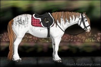 Horse Color:White Spotted Blue Roan Rabicano  and White Spotted Red Roan Rabicano 