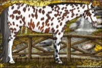 Horse Color:Bay Leopard 