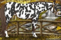Horse Color:Liver Chestnut Appaloosa