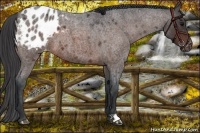 Horse Color:Brown Roan Appaloosa 