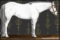 Horse Color:White Spotted Brown Appaloosa 