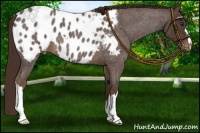 Horse Color:Liver Red Roan Appaloosa 