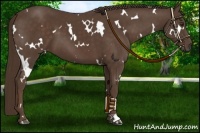 Horse Color:White Spotted Liver Chestnut