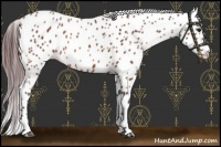 Horse Color:Chocolate Bay Leopard