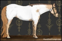 Horse Color:Gold Champagne Appaloosa 