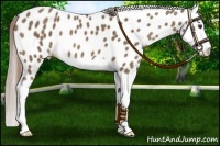 Horse Color:Chocolate Palomino Splash Appaloosa 