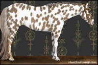 Horse Color:Chocolate Palomino Near Leopard 
