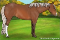 Horse Color:Silver Bay 