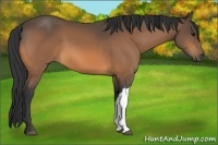 Horse Color:Unknown 