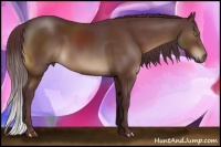 Horse Color:Chocolate Bay 