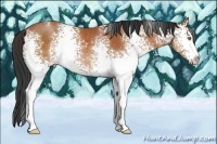 Horse Color:White Spotted Bay Sabino Rabicano