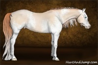 Horse Color:White Spotted Buckskin Pearl Sabino Splash Rabicano 