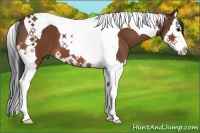 Horse Color:Bay Splash Tobiano 