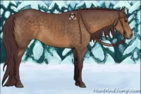 Horse Color:Chocolate Buckskin 