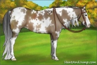Horse Color:White Spotted Bay Dun Splash 