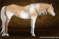 Horse Color:White Spotted Silver Brown Dun Rabicano