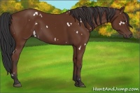 Horse Color:White Spotted Bay