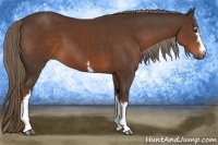 Horse Color:White Spotted Liver Chestnut 