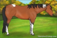 Horse Color:Bay Tobiano 
