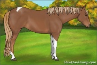 Horse Color:Chestnut Tobiano