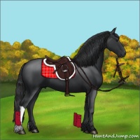 Horse Color:Black 