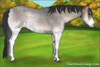 Horse Color:White Spotted Blue Onyx Roan 