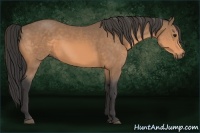 Horse Color:Buckskin 