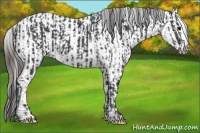Horse Color:Black  and Black Appaloosa 