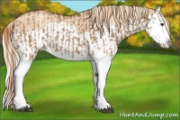 Horse Color:Red Dun Splash Rabicano and Gold Champagne Dun Splash Rabicano