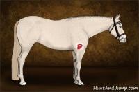 Horse Color:Perlino 
