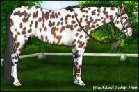 Horse Color:Bay Leopard 