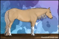 Horse Color:Palomino 