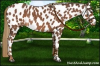 Horse Color:Chestnut Leopard Rabicano 