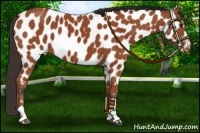Horse Color:Bay Sabino Near Leopard 