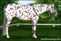 Horse Color:Bay Near Leopard 