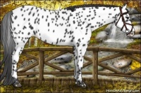 Horse Color:Blue Roan Near Leopard Rabicano 
