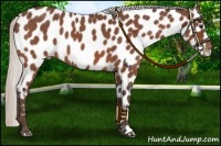 Horse Color:Silver Brown Roan Leopard