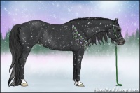 Horse Color:Black Appaloosa Rabicano 