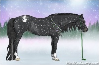 Horse Color:Black Appaloosa Rabicano 